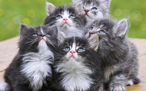 A világ 5 legszebb macskafajtája