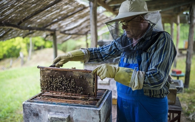 Méhcsaládonként ezer forintnyi támogatást kaphatnak a méhészek