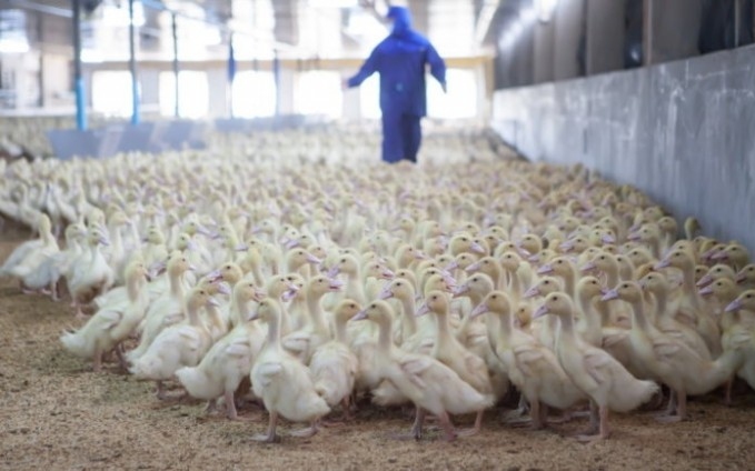 Feloldotta a Nébih a Bács-Kiskun megyei madárinfluenza védőkörzeteket