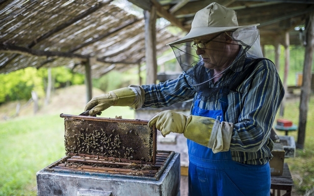 Támogatásokkal segítik a méhészetek versenyképességét