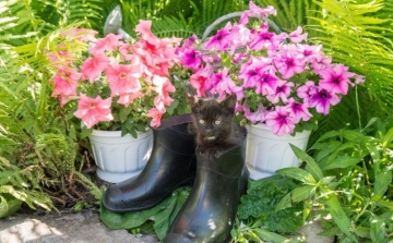 Hogy a macskák elkerüljék a kerted