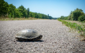 Úton átkelő teknősökre figyelmeztet a természetvédelmi egyesület