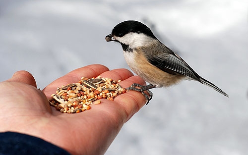 Így járhatunk kedvenc madaraink kedvében a télen