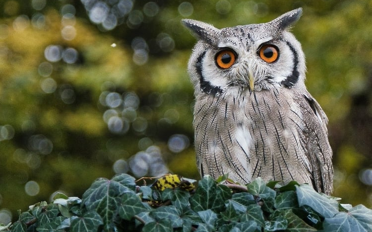 Pénteken kezdődik az erdei fülesbagoly telelőhelyeinek országos felmérése