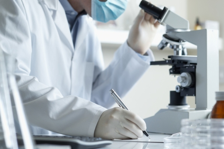 Először sikerült ember-sertés hibrid embriót előállítani