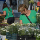 Őszi virágünnep Kiskunfélegyházán
