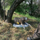 Koppányok Versenyben