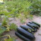 Vegyszermentes zöldfűszereket és zöldségeket termelnek a mezgés diákok
