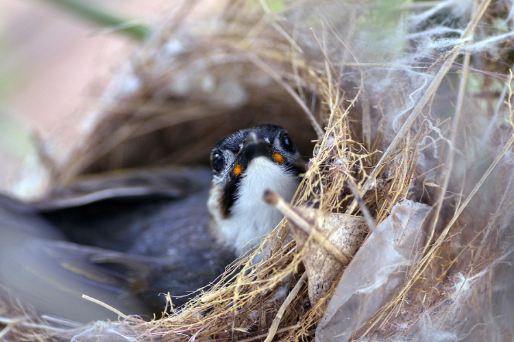 Cigarettacsikkel tartják távol a kullancsokat a fészküktől a városi madarak