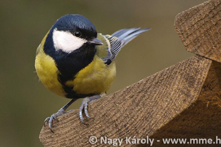 Fontos a postaládákba költöző széncinegék védelme