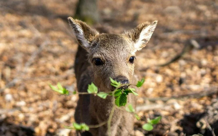 Országos őzgida- és fészekaljmentési akcióprogram indul