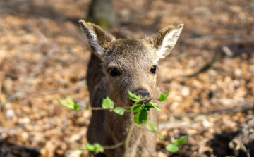 Országos őzgida- és fészekaljmentési akcióprogram indul