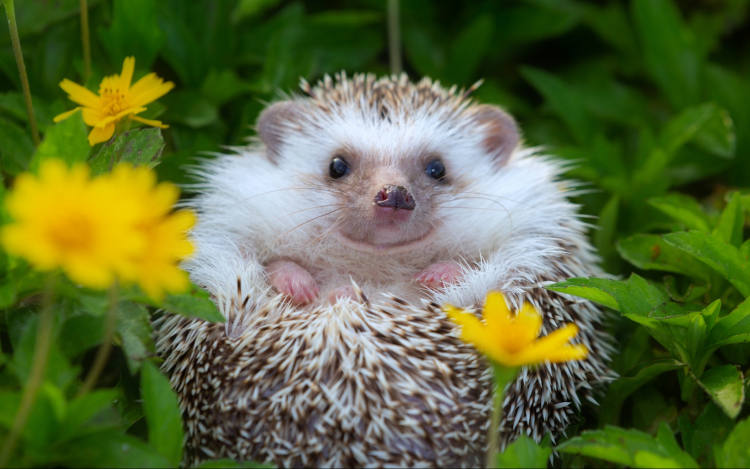 Óvatosan a gereblyével! Fontos a sünök védelme a tavaszi kertészkedéskor