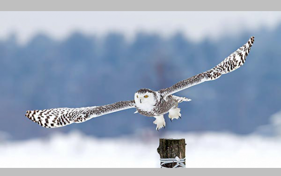 Ritka vendég hócipőben