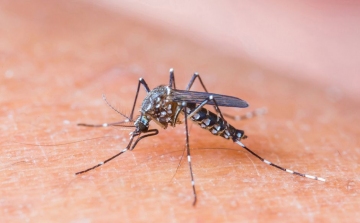 Magyarországon is megjelent egy veszélyes szúnyogfaj