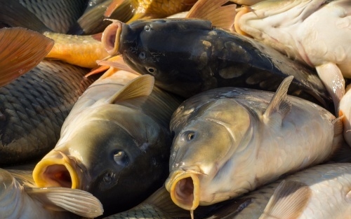 Változik a halgazdálkodási törvény