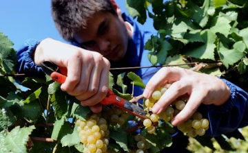 Szigorodik a szőlőtermesztésről és borgazdálkodásról szóló törvény