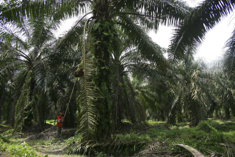 Mi a probléma a pálmaolajjal?