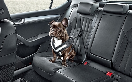 Kutyáknak sem ártana a biztonsági öv a kocsiban