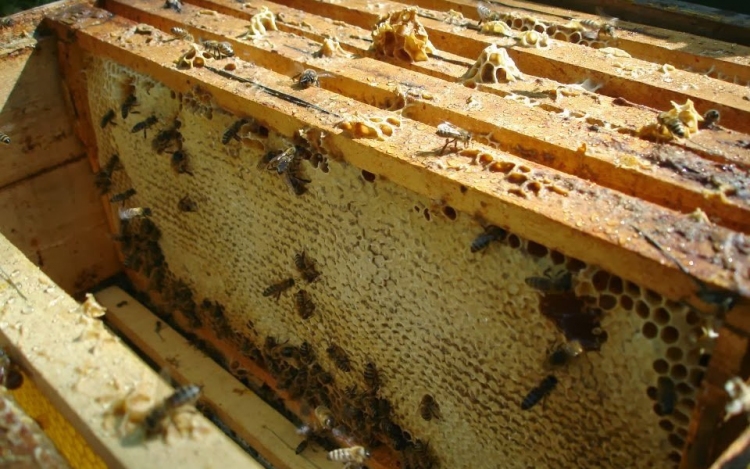 Felborult egy méhkaptárakat szállító teherautó Petőfiszállás környékén