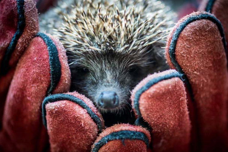 Meggyógyított állatokat engedtek szabadon Kecskeméten