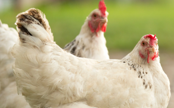 Illegális baromfiállományt számolt fel a hatóság