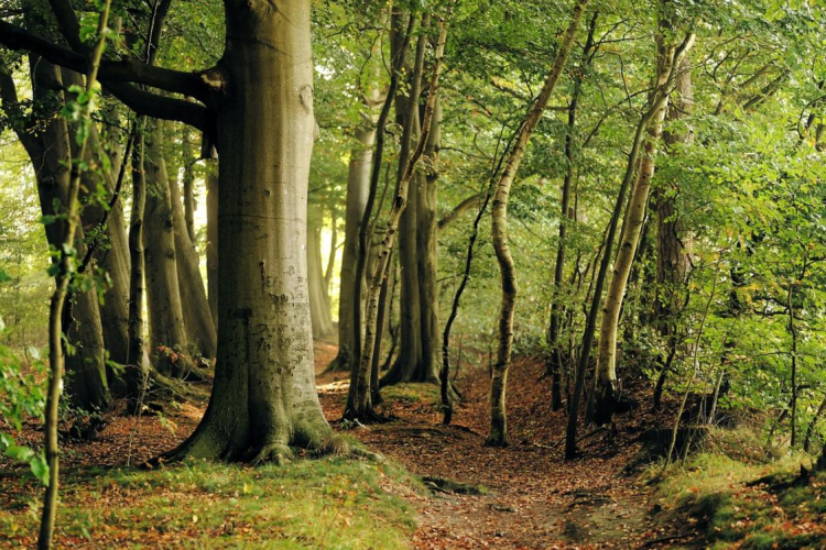 A fiatal bükkösök és a fenyők károsodnak leginkább a klímaváltozás miatt