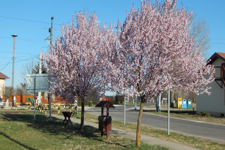 Tavaszi virágzás Petőfiszálláson