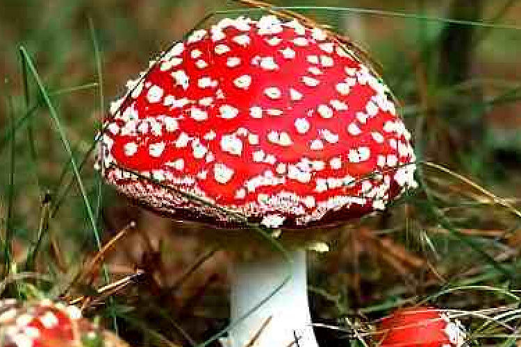 Hogy ne „gyilkoljon” a galóca!