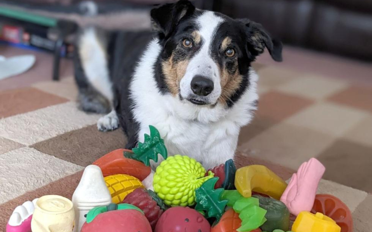 Az ELTE etológusainak vizsgálata szerint a kutyák gazdáik beszélgetéséből is képesek új szavakat tanulni