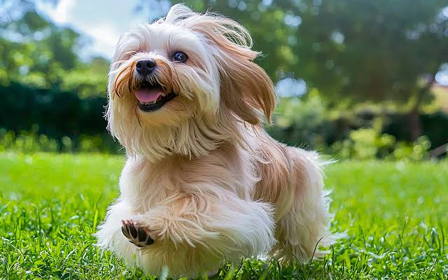 Bichon találkozóra várják az érdeklődőket