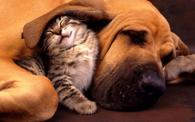 Kutyafajták, amelyek kijönnek a macskákkal