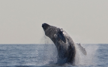 Vagyont érő bálnahányást talált Mallorcán két spanyol férfi
