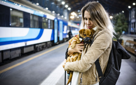 Mostantól minden InterCityn egyszerűbb kutyával utazni 