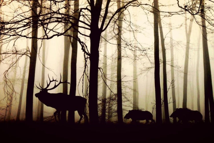 Újabb 4,7 milliárd forintra pályázhatnak az erdőgazdálkodók