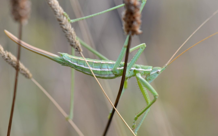 Bugacpuszta Saga: a fűrészlábú nyomában a Petőfi emlékév alkalmából