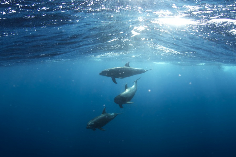 Újabb delfintámadás érte a fürdőzőket Japánban