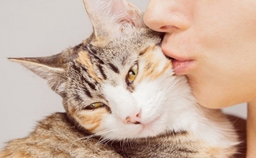 7 ok, amiért szerethetjük a macskákat