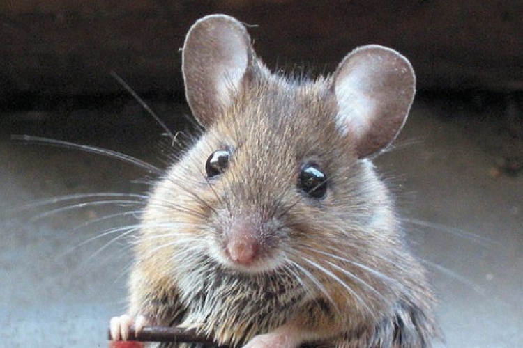 Egeret is találtak a Nébih ellenőrei az alapanyagban egy szaloncukorgyártó üzemben