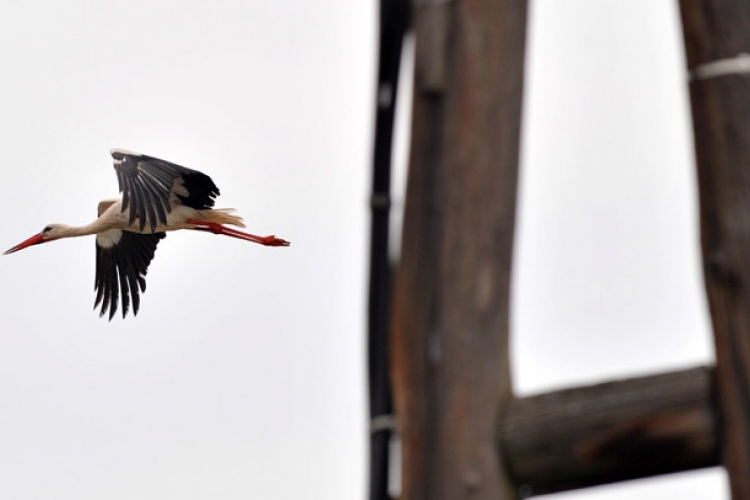 Újra fészket rakhat a jászszentlászlói gólyapár