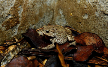 A vízóraaknák, pincék fogságába került békák megmentésére kéri a lakosságot az MME