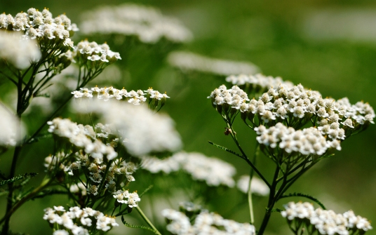 Miért jó a nőknek a cickafark?