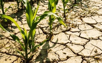 Agrometeorológia: folytatódik a csapadékszegény időjárás