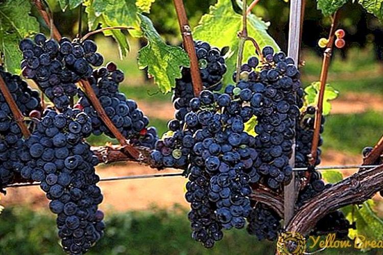 Januárban igényelhető a szőlőültetvények fejlesztésére szolgáló támogatás