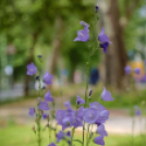 Hivatalosan is átadták a Kossuth utca felújított szakaszát