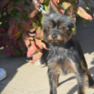 Színes virág kavalkád az őszi virágünnepen