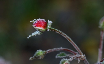 Április első napjaiban is várható fagy