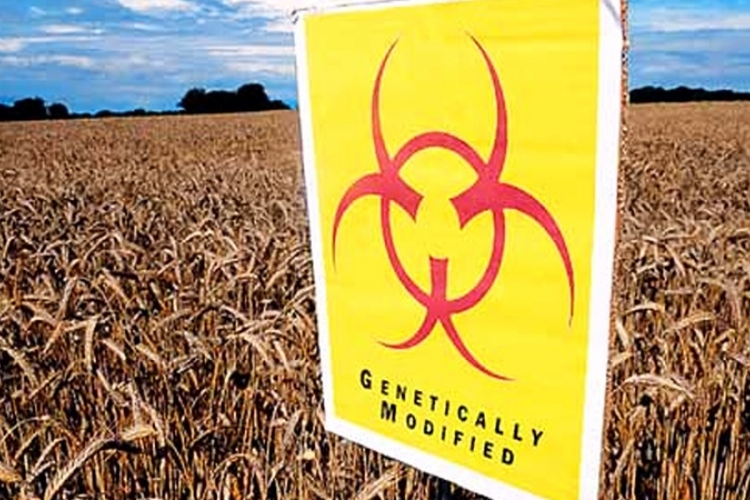 GMO-tilalom: Politikai megállapodás az uniós tagállamok között