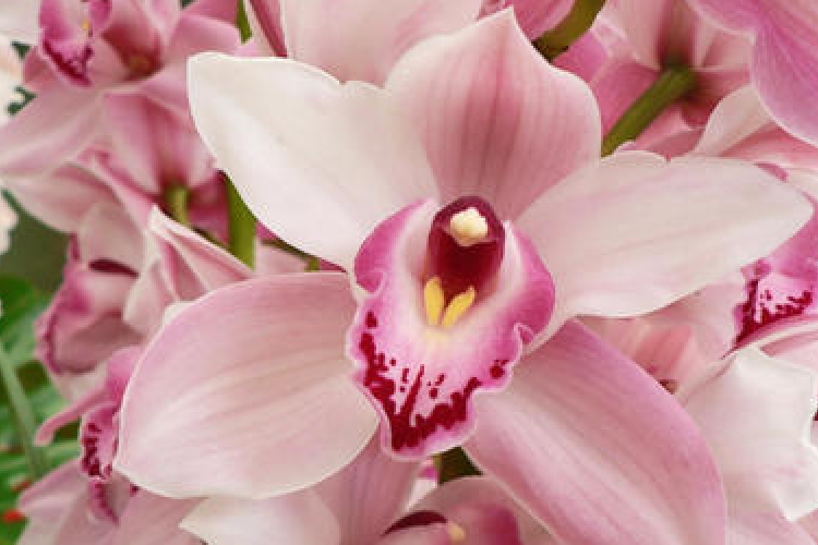 Orchidea…maradj nekem csodás!