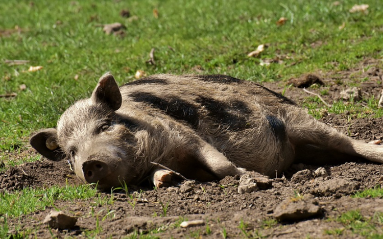 Itt az újabb kihívás, Szlovákiában megjelent az afrikai sertéspestis